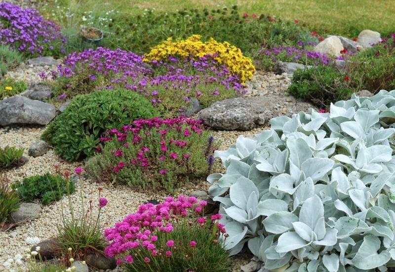 15 Ideal Plants for Rock Gardens