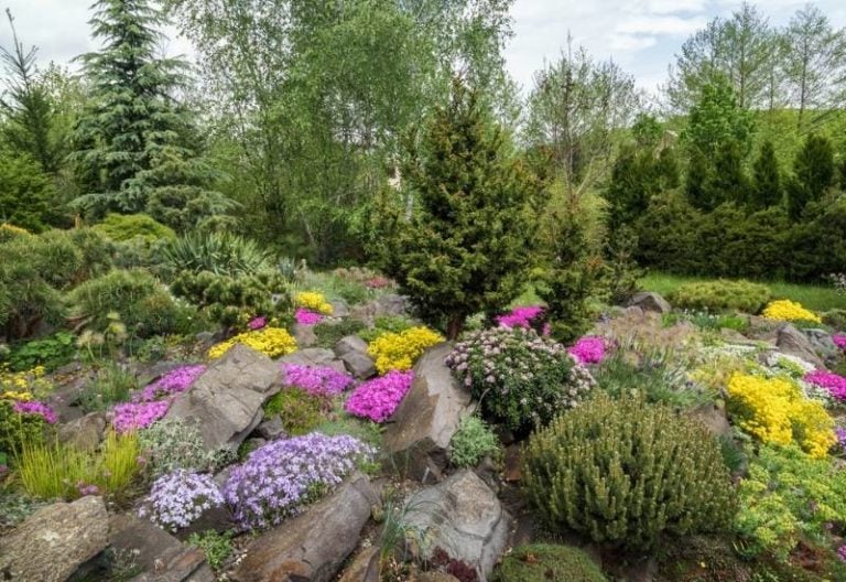 Plants for Rock Garden