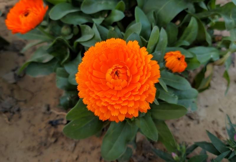 Pot Marigold (Calendula officinalis)