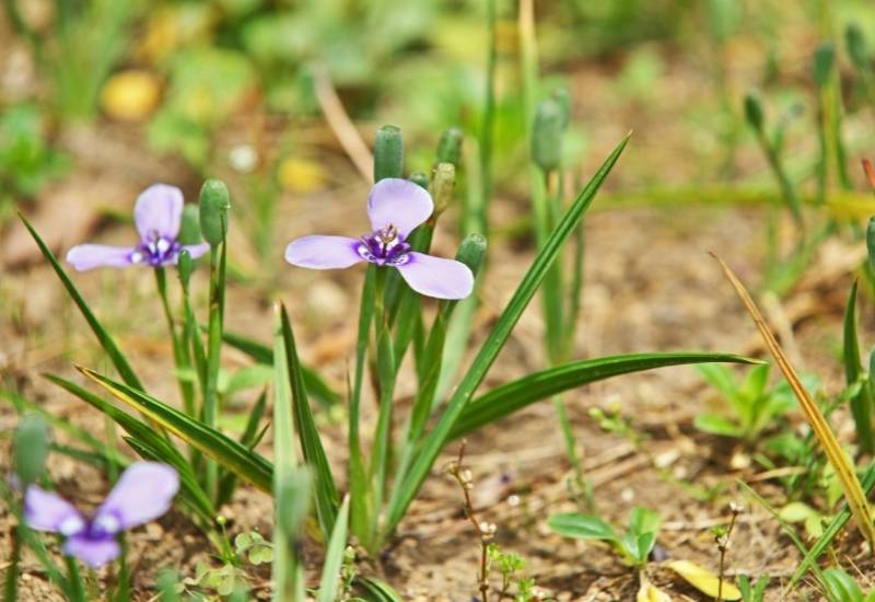 Prairie Nymph (Herbertia lahue)