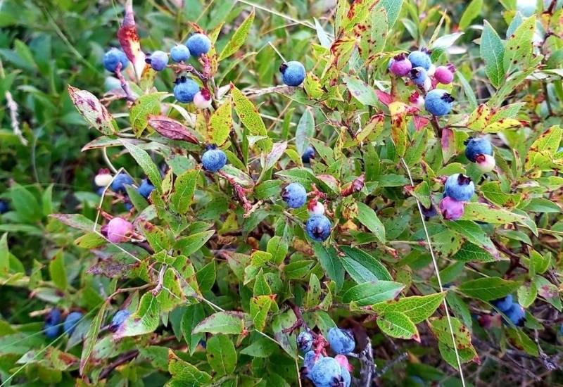 Pruning Lowbush blueberries