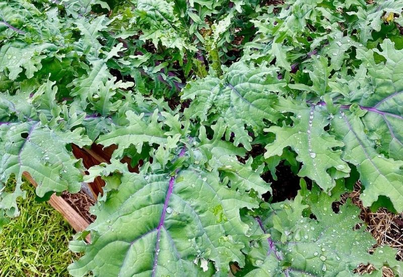 Red Russian Kale
