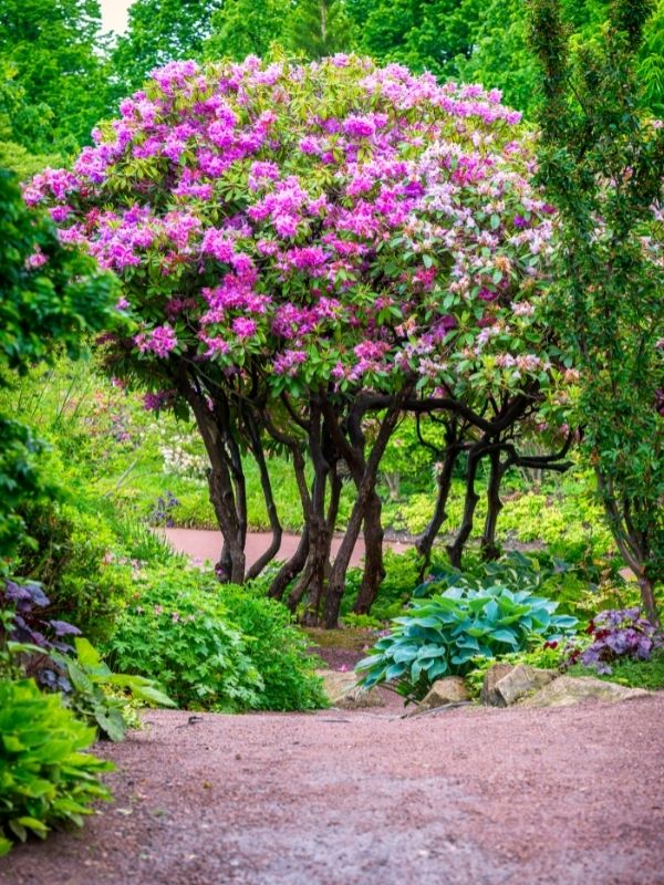 Rhododendron