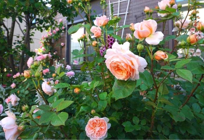 Rose ‘Ambridge Rose’ (Rosa ‘Ambridge Rose’)