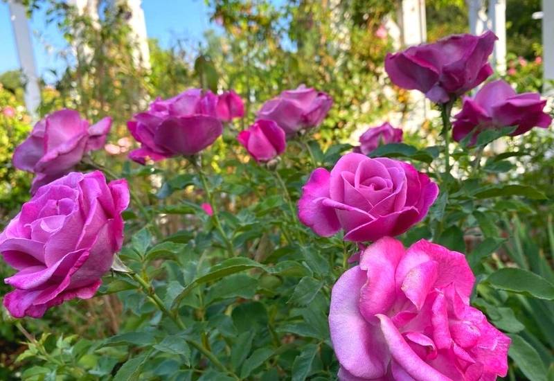 Rose ‘Fragrant Plum’ (Rosa ‘Fragrant Plum’)
