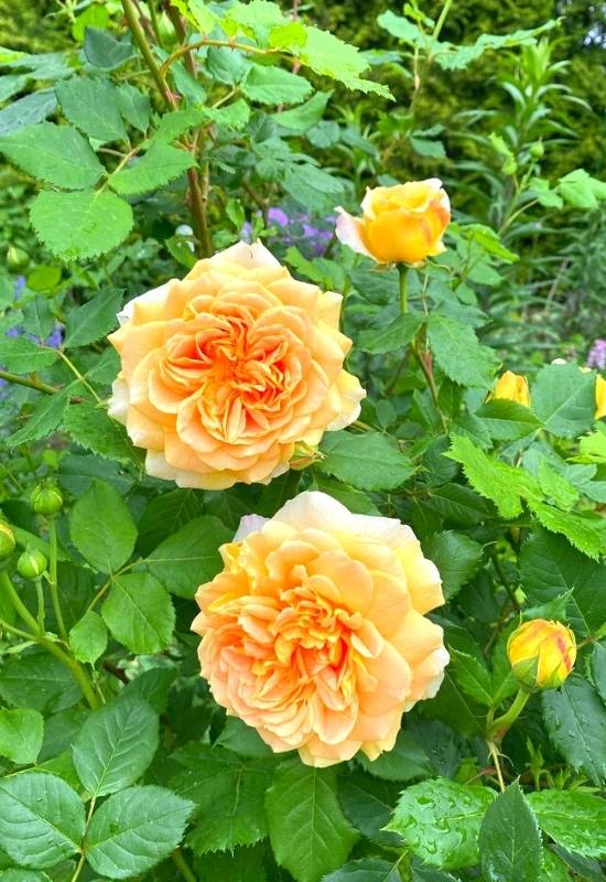 Rose ‘Golden Celebration’ (Rosa ‘Golden Celebration’)