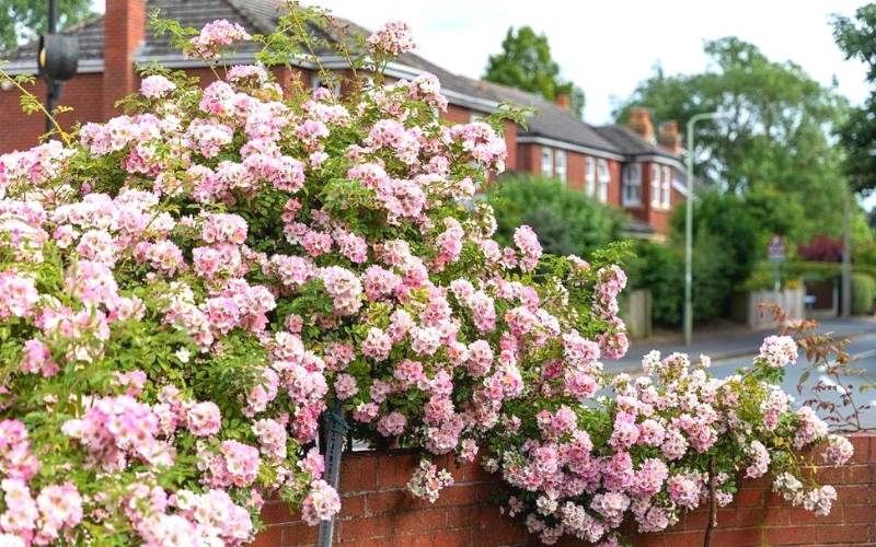 Rose ‘Kew Rambler’ (Rosa ‘Kew Rambler’)