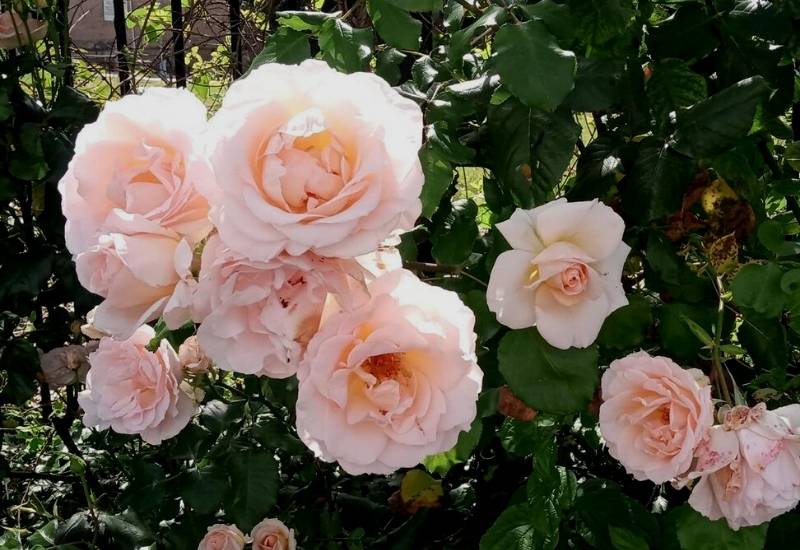 12 Thornless Roses To Keep Your Hands From Getting Scratched 7 Rose ‘Smooth Angel’ (Rosa ‘Smooth Angel’)