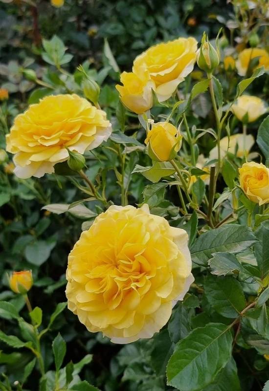 12 Thornless Roses To Keep Your Hands From Getting Scratched 14 Rose ‘Smooth Buttercup’ (Rosa ‘Smooth Buttercup’)