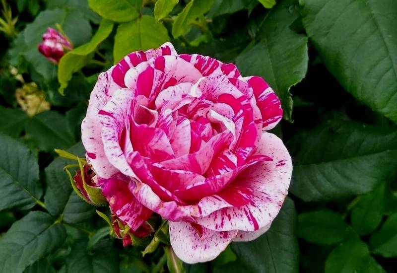 Rose ‘Smooth Lillipop’ (Rosa ‘Smooth Lillipop’)