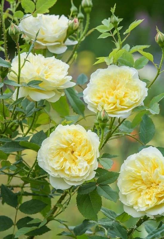 Rose ‘The Country Parson’ (Rosa ‘The Country Parson’)