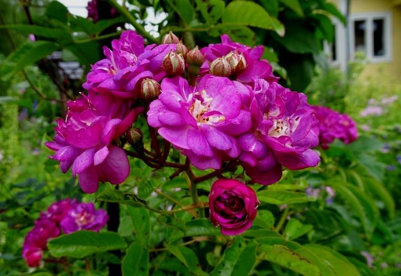 Rose ‘Veilchenblau’ (Rosa ‘Veilchenblau’)