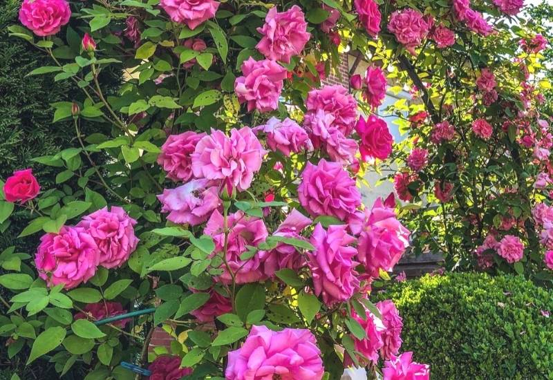 12 Thornless Roses To Keep Your Hands From Getting Scratched 6 Rose ‘Zephirine Drouhin’ (Rosa ‘Zephirine Drouhin’)