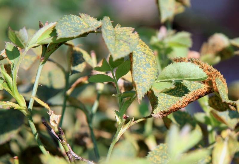 Rose Rust and How to Treat It