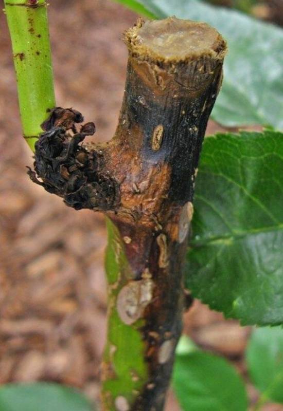 Rose Stem Canker and How to Treat It