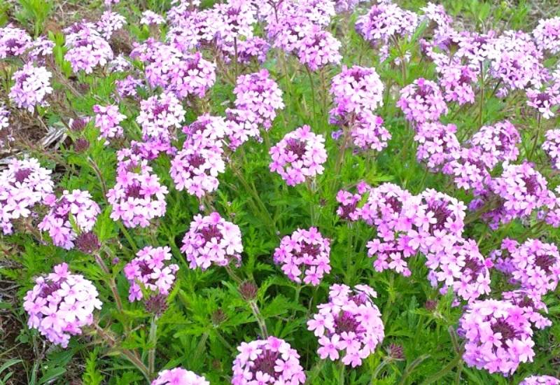 Rose Vervain (Glandularia canadensis)