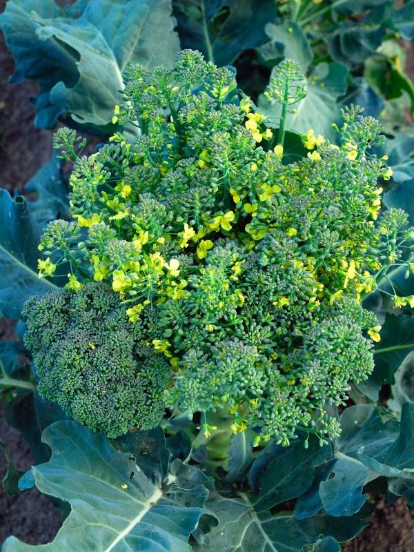 Signs To Watch For That Your Broccoli Is Starting To Bolt