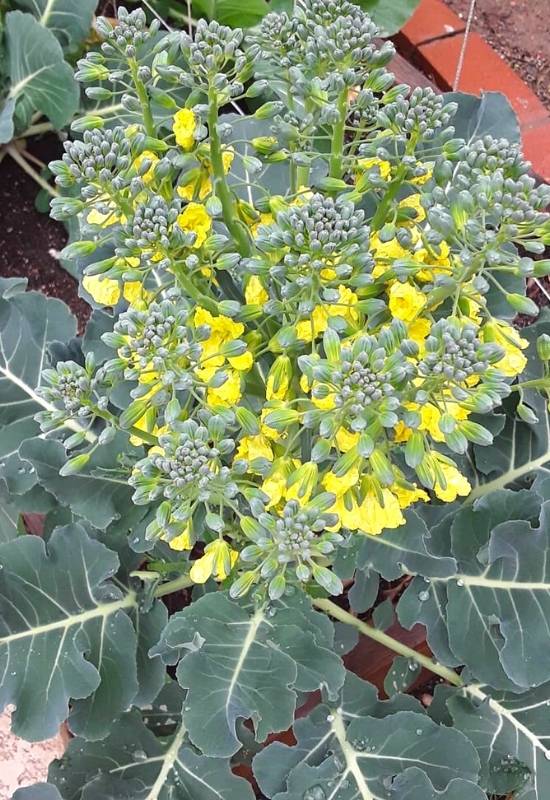Why Is Your Broccoli Bolting (Premature Flowering) And What You Can Do