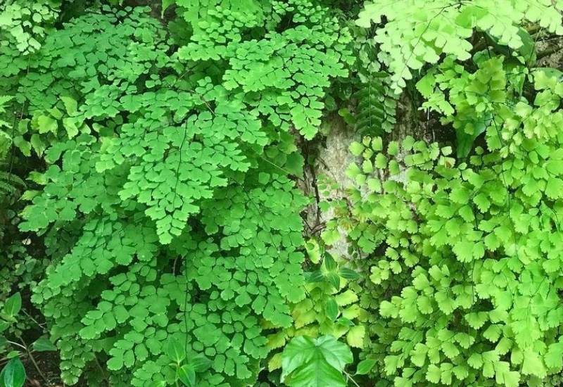 Southern Maiden Fern (Adiantum capillus-veneris)