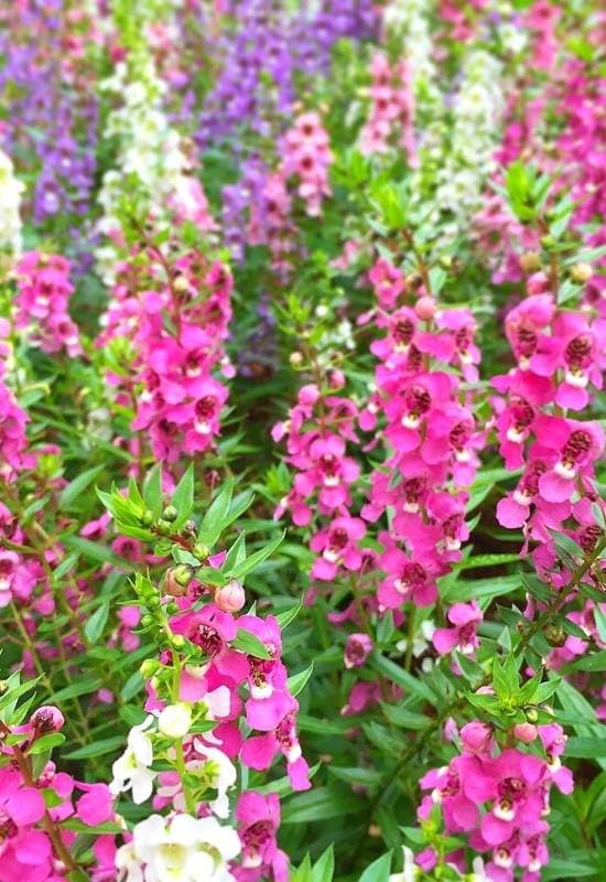 Summer Snapdragon (Angelonia spp.)