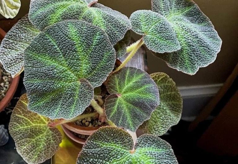 Are Begonias Deer Resistant & How To Keep Them From Eating Begonias