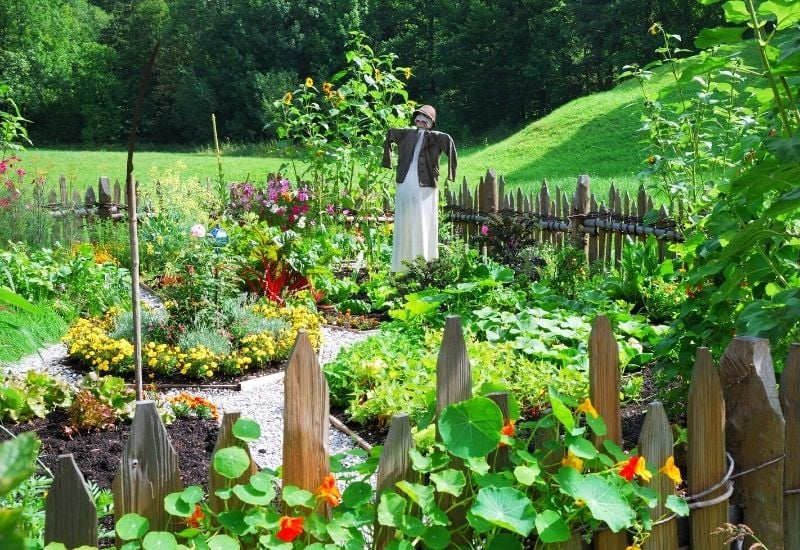 Surround-Your-Veggies-and-Flowers