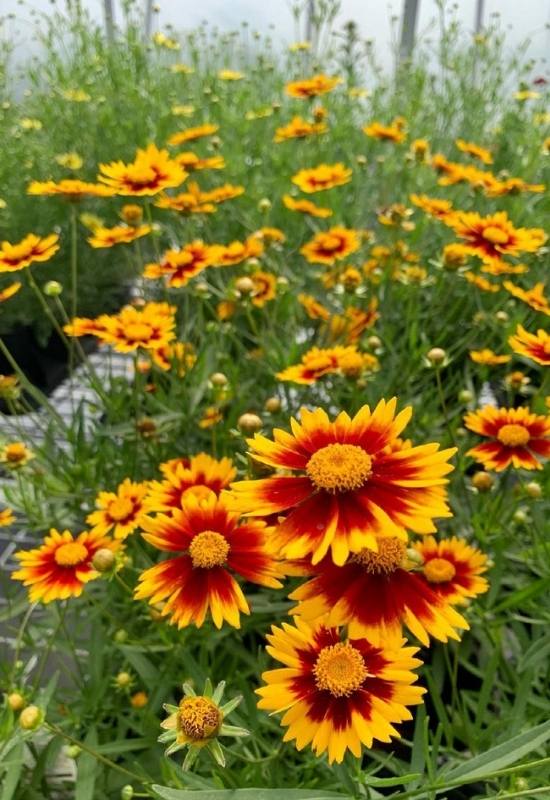 Tickseed (Coreopsis tinctoria)