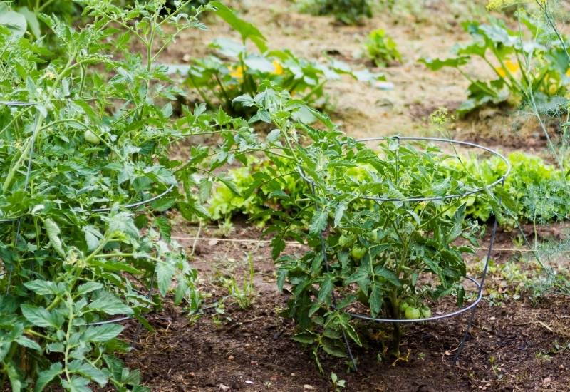 Trellis Indeterminate Varieties