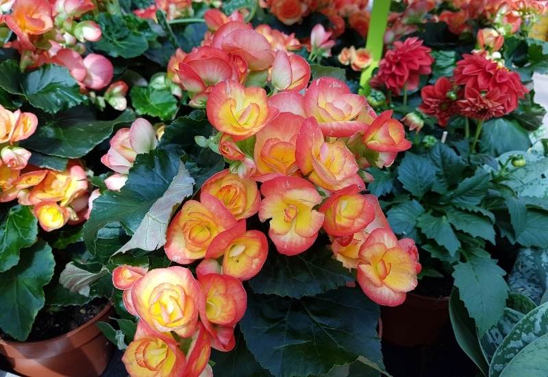 Are Begonias Deer Resistant & How To Keep Them From Eating Begonias