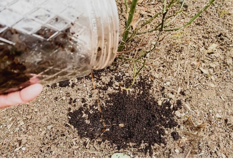 Utilize Coffee Grounds for Roses to Improve Drainage
