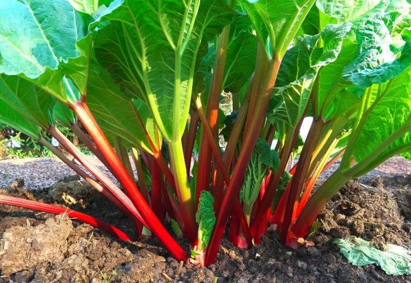 What Time Of Day Rhubarb Be Harvested?