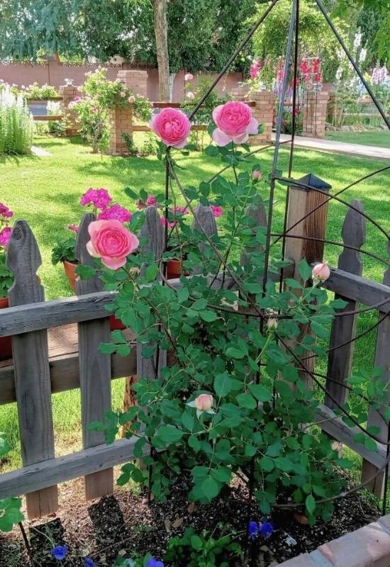 When to Plant Your Climbing Rose