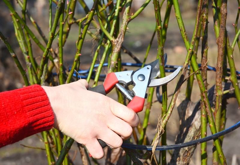 When to Prune Your Climbing Rose