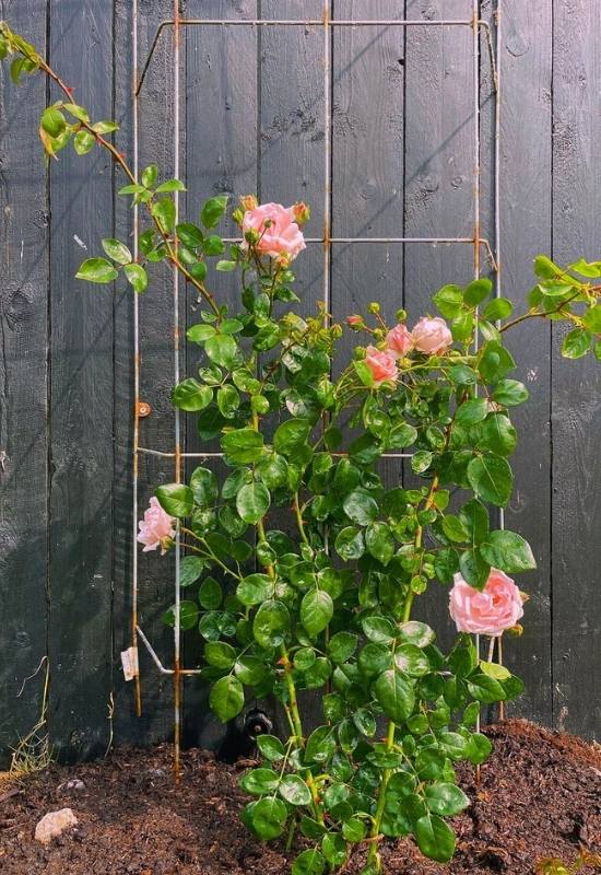 Where to Plant a Climbing Rose: Soil Details