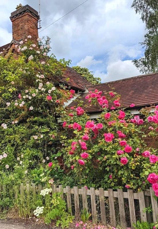 Where to Plant a Climbing Rose: Soil, Sunlight and Climate