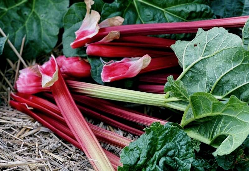 Your rhubarb plant's yield will differ greatly by variety