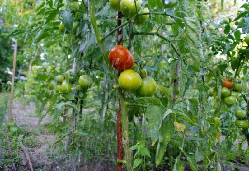 underwatering and overwatering can slow the growth of your tomatoes