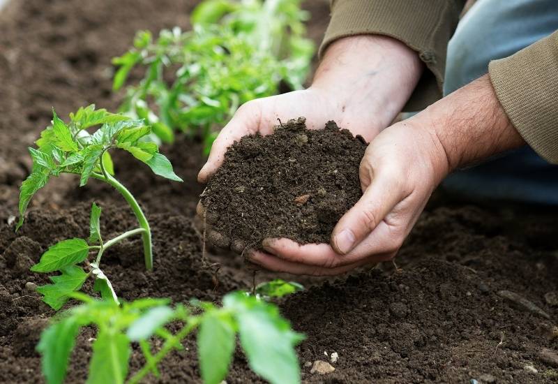 A Complete Guide To Having Perfect Soil For Your Tomatoes 2 Best Soil For Tomatoes