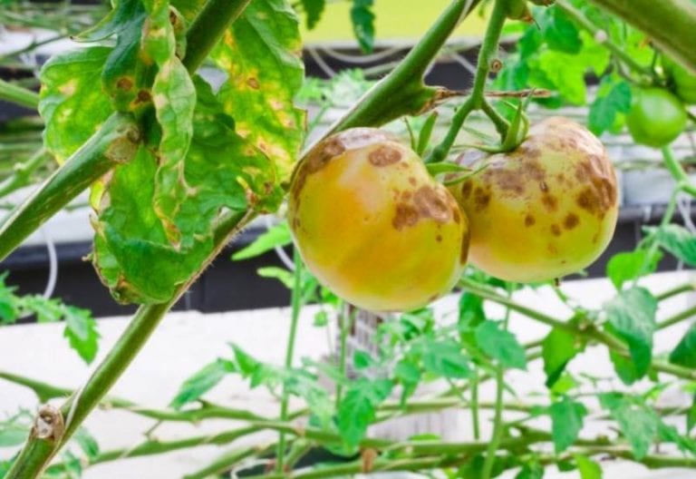 What Causes Black Spots on Tomatoes and How to Treat Them - Gardening ...