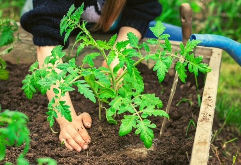 Best Soil For Tomatoes (1)