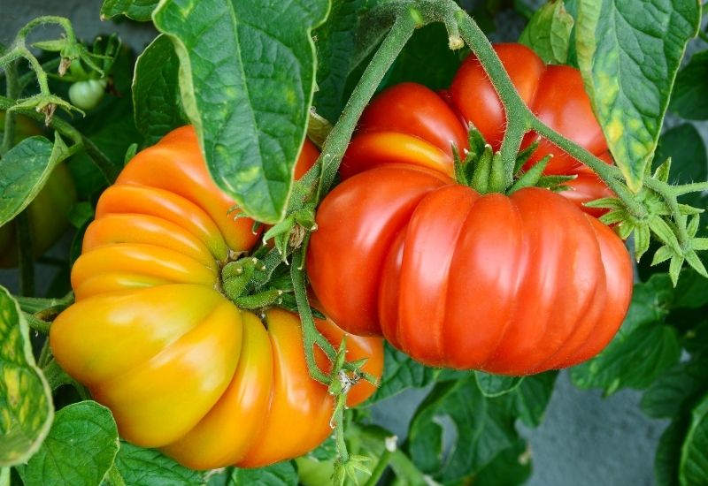 Tomato "Brandywine 'Historical American variety-Organic Cultivation 