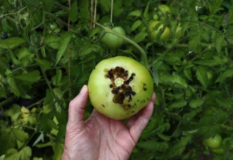 What Causes Black Spots on Tomatoes and How to Treat Them Gardening Chores