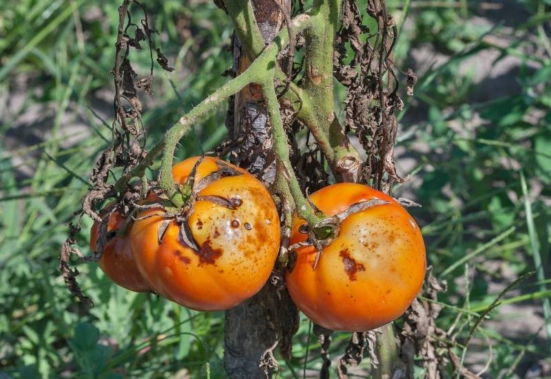Tips to Prevent Black Spots and Rot on Tomatoes