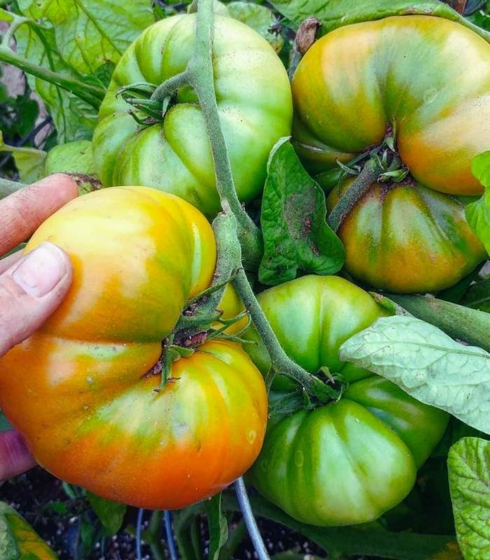 Pick the fruits as soon as they are ripe