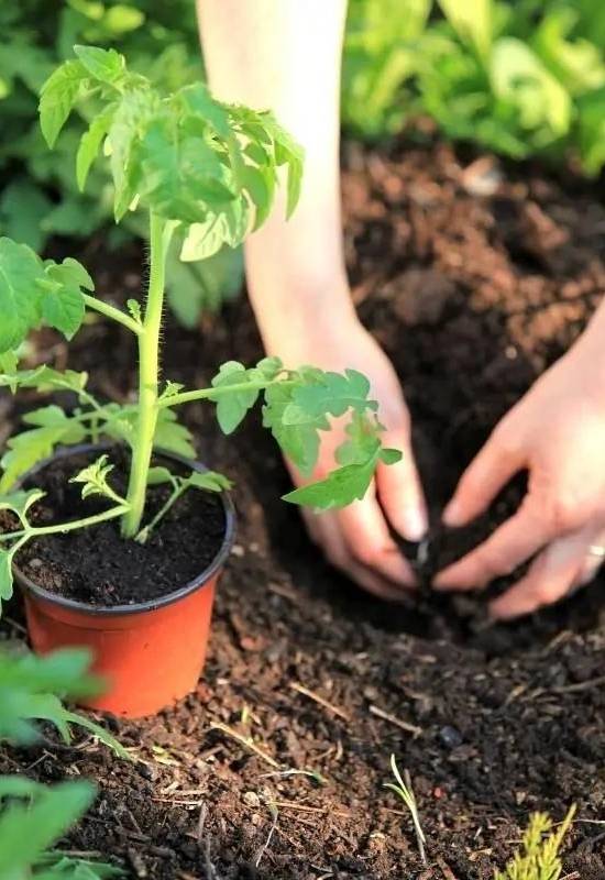 A Complete Guide To Having Perfect Soil For Your Tomatoes 9 Soil Depth