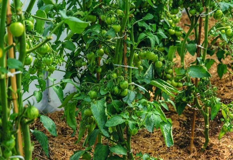 The Benefits of Growing Early Season Tomatoes