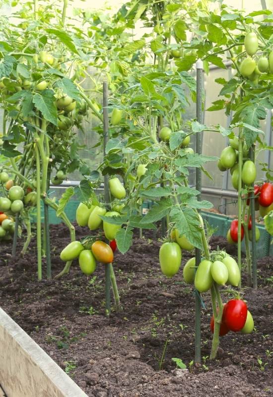 A Complete Guide To Having Perfect Soil For Your Tomatoes 7 The Best Soil For Tomatoes In Containers