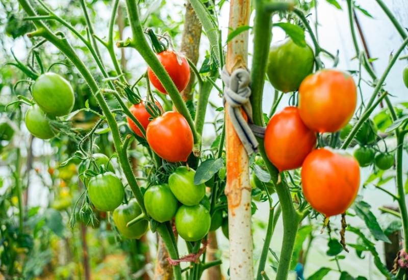 Tips for Growing Tomatoes in Cool, Short-Season Locations