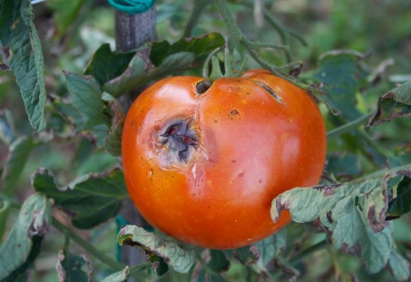 The Main Causes of Black Spots on Tomatoes