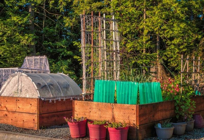 Use Water Teepees or mini-greenhouses To Protect Your Plants From Cold Temperatures